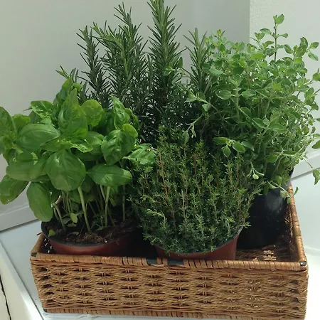 Select Garden Roma