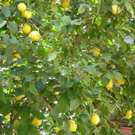 Ξενοδοχείο Select Garden