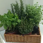 Select Garden Roma
